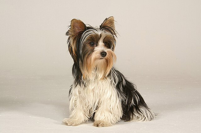 Yorkshire Terrier