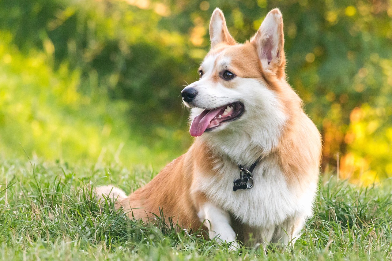 Welsh Corgi Pembroke