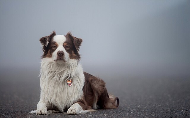 Berger Australien : prévenir et gérer ses problèmes de santé