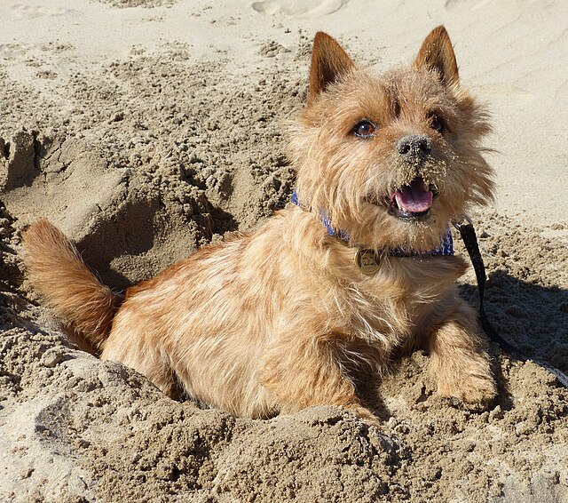 Norwich Terrier