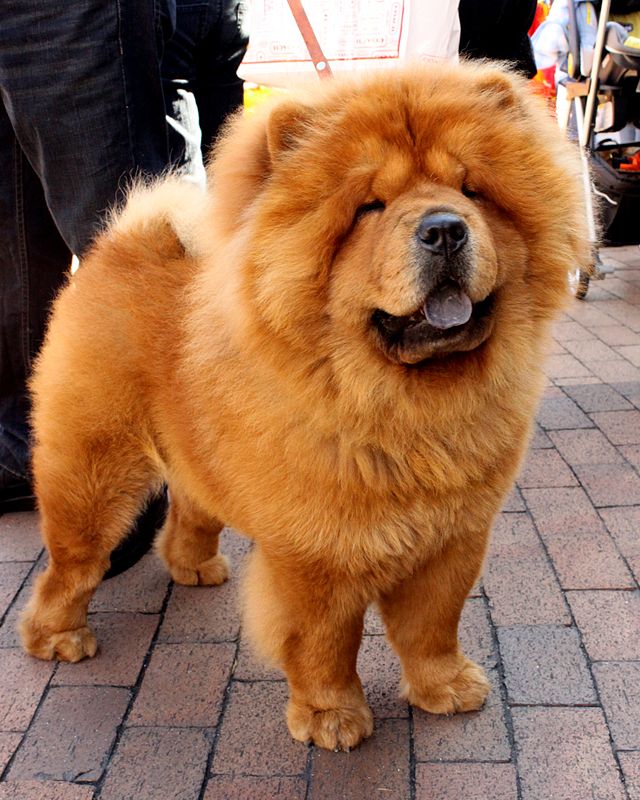 Chow-chow