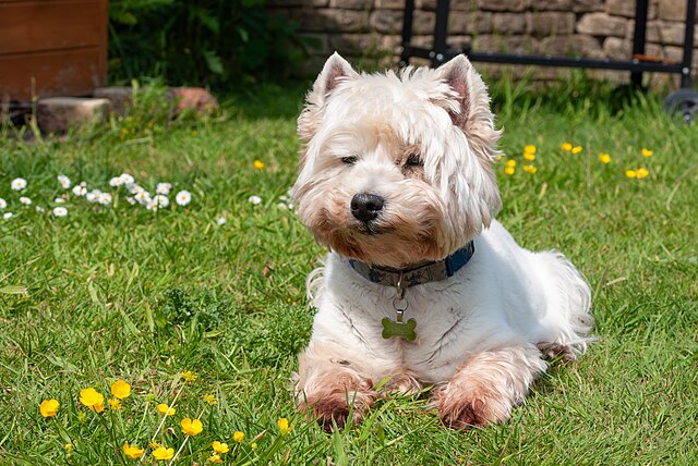 West Highland White Terrier