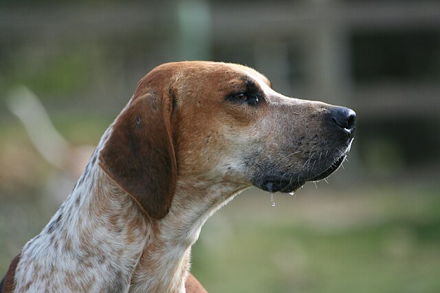 Foxhound anglais