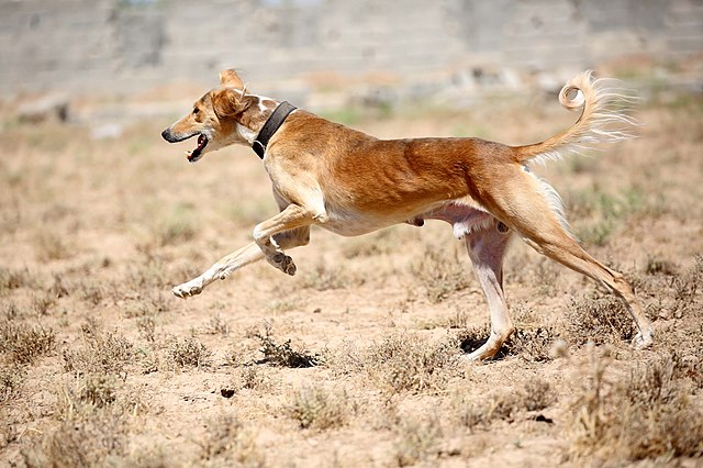 Saluki