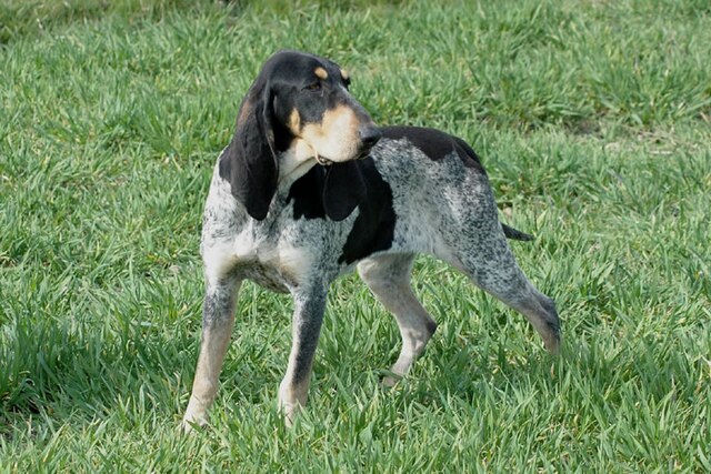 Petit bleu de Gascogne