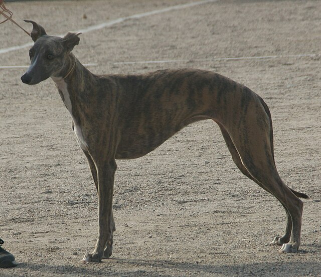 Whippet