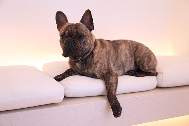 Origines du Bouledogue Français : histoire et héritage