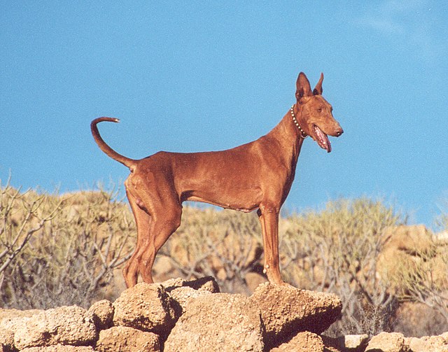 Podenco canario