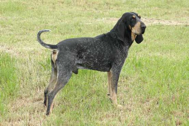Grand bleu de Gascogne