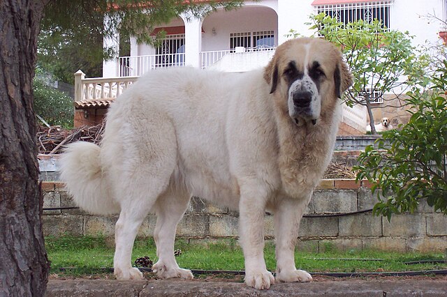 Mâtin des Pyrénées