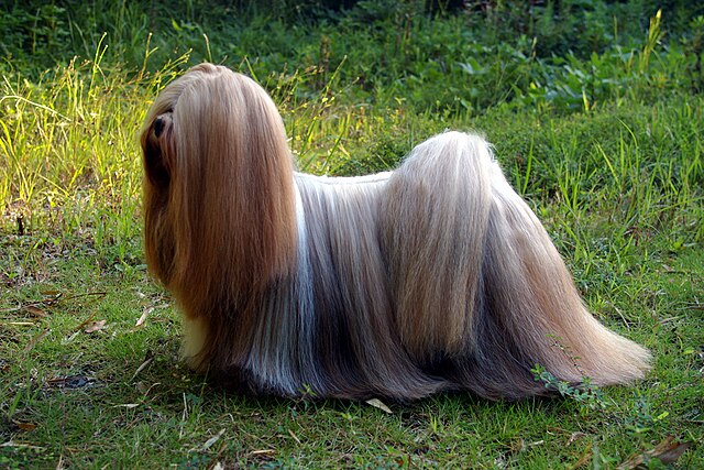 Lhassa Apso