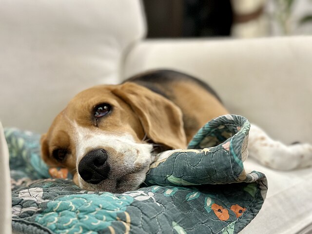 Beagle au Québec : prévenir les maladies courantes