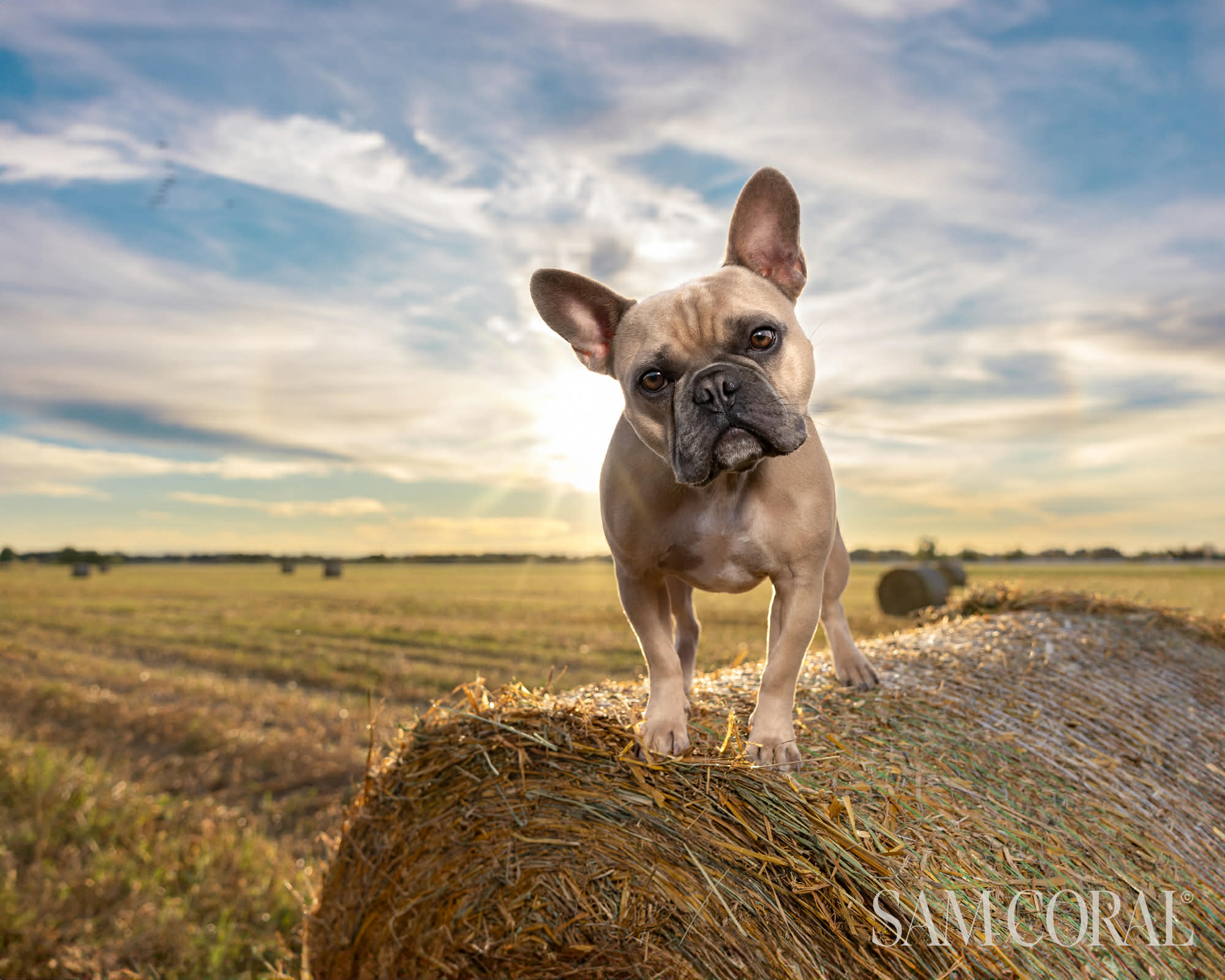 Bouledogue Français
