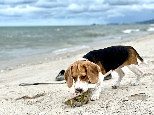 Exercice du Beagle : canaliser son flair au quotidien