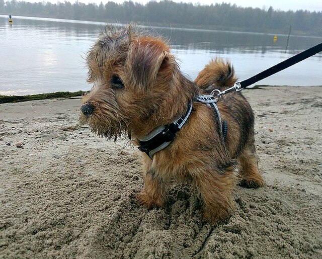 Norfolk Terrier