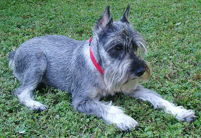 Schnauzer nain