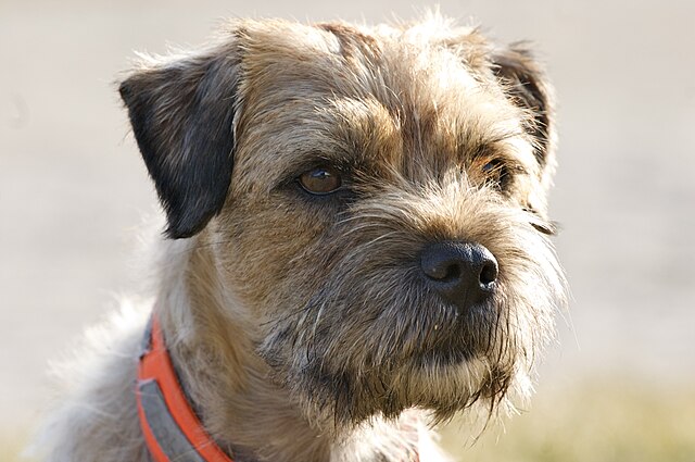 Border Terrier
