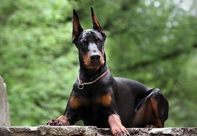 Dobermann