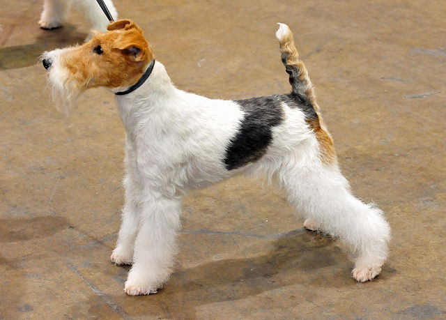 Fox-terrier