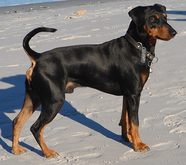 Pinscher allemand
