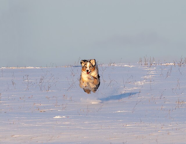 Berger Australien : organiser l'exercice idéal au Québec