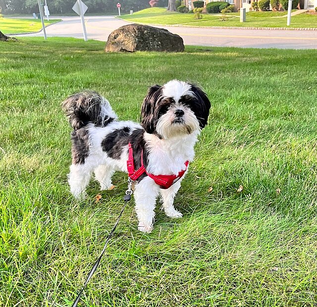 Shih Tzu