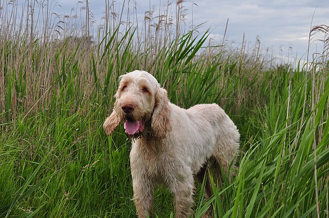 Spinone italien