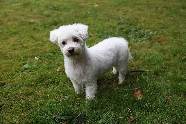 Bichon maltais