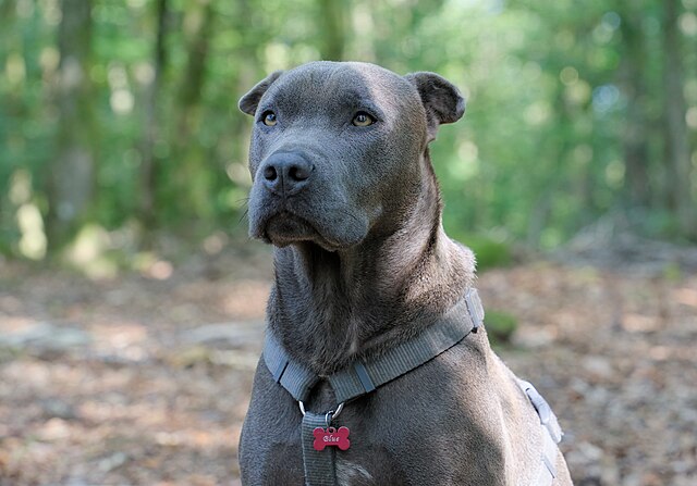 Toilettage de l'American Staffordshire Terrier