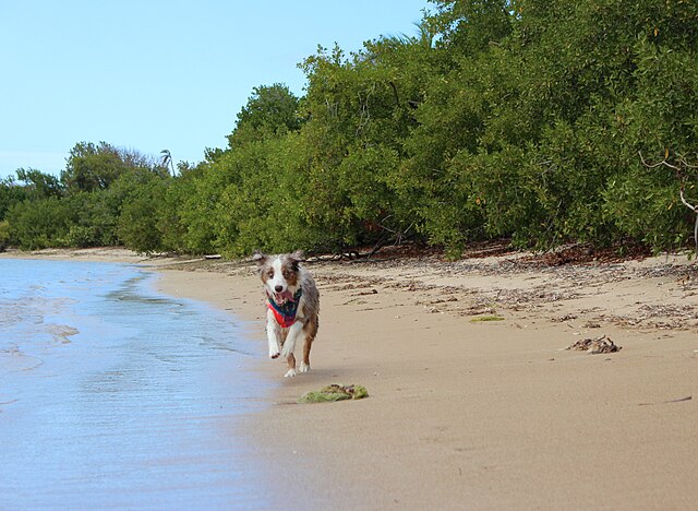 Berger Australien : canaliser énergie et tempérament
