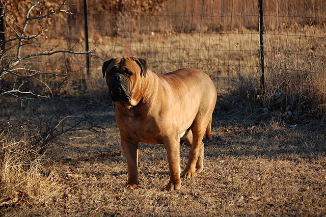 Bullmastiff