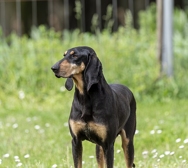 Chien courant italien