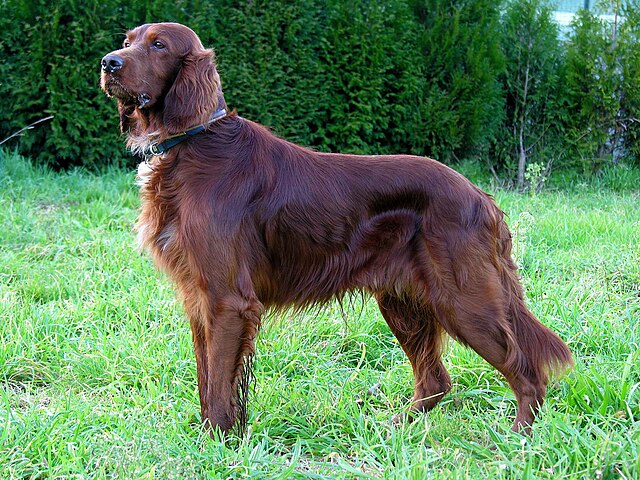 Setter irlandais