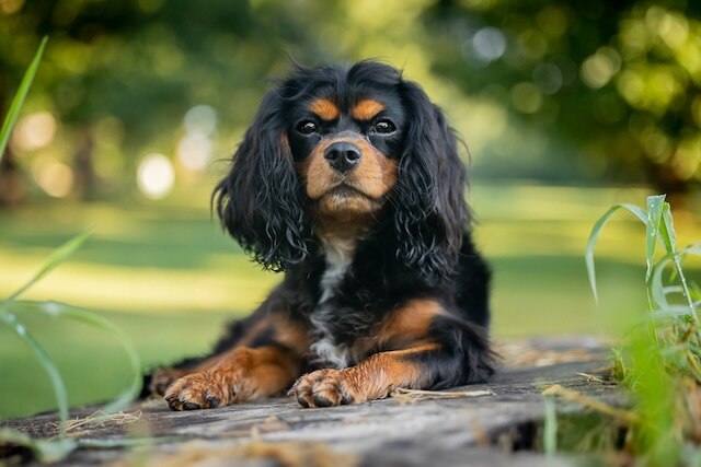 King Charles Spaniel