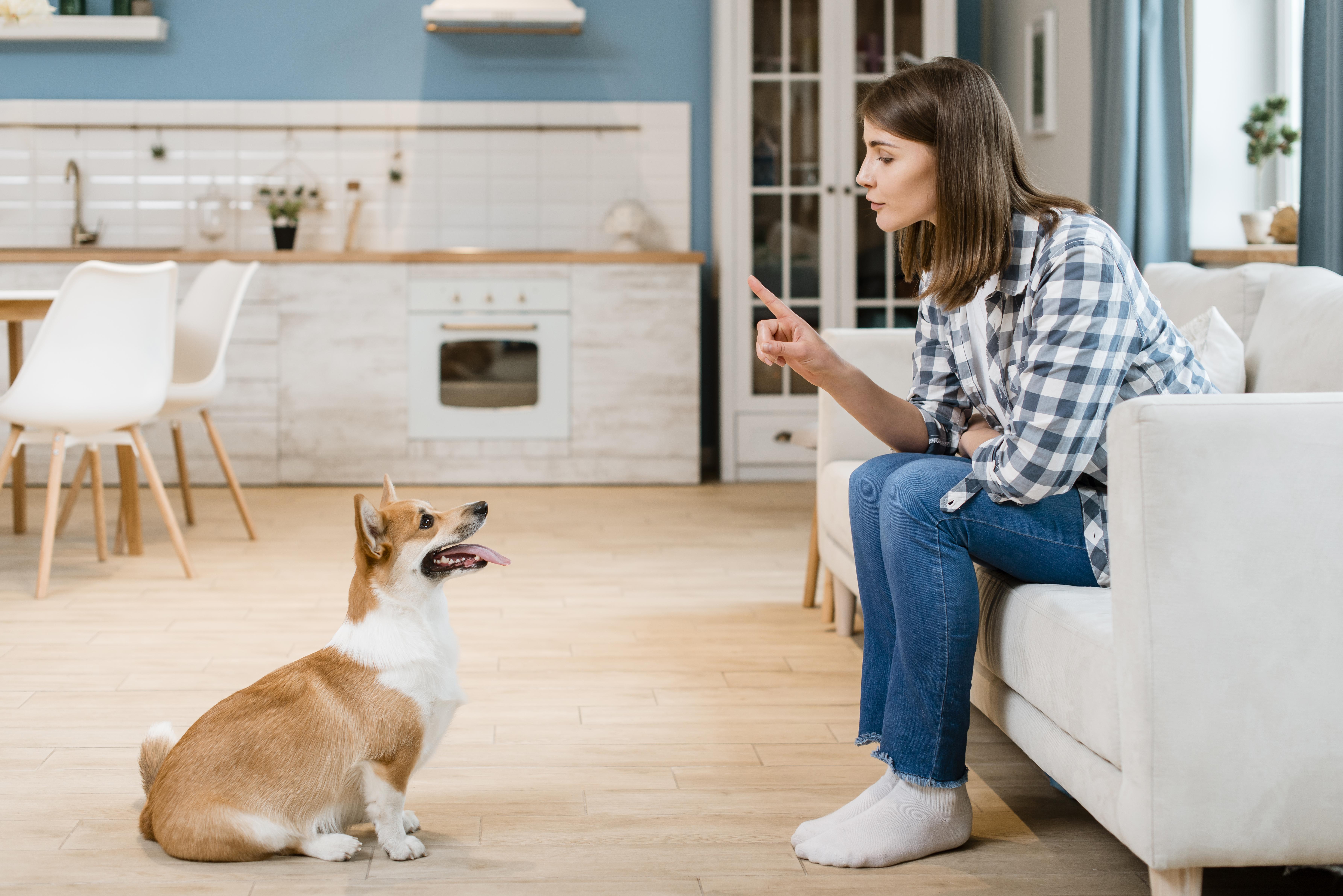 8 secrets sur pourquoi votre chien n’écoute qu’à la maison