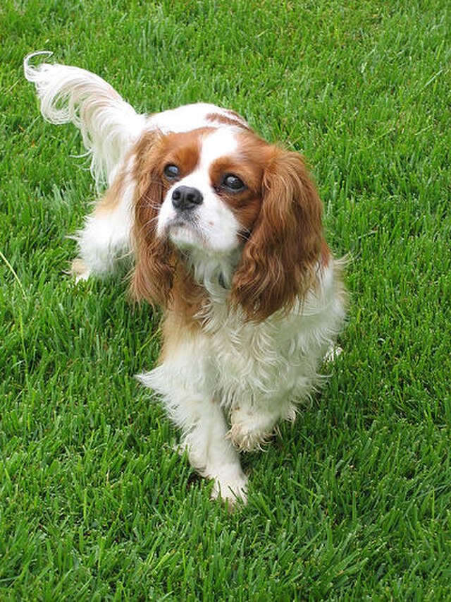 Cavalier King Charles