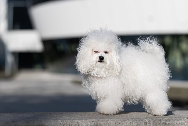 Bichon bolonais
