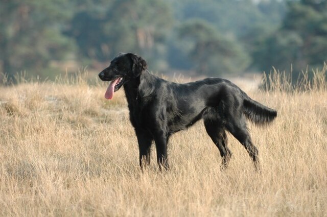 Flat-Coated Retriever