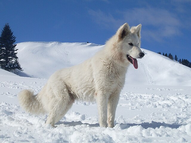 Berger Blanc Suisse