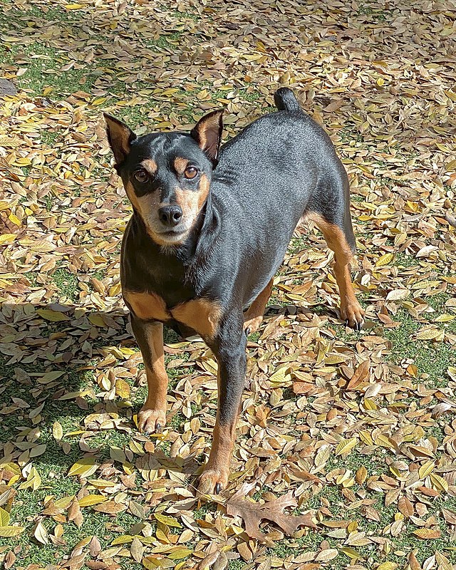 Pinscher nain