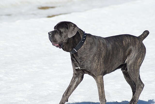 Cane Corso