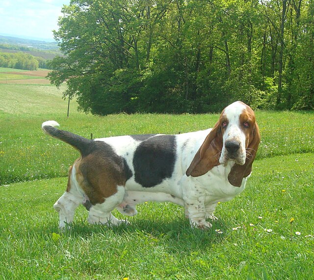 Basset hound