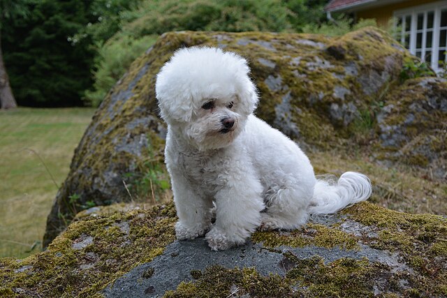 Bichon frisé