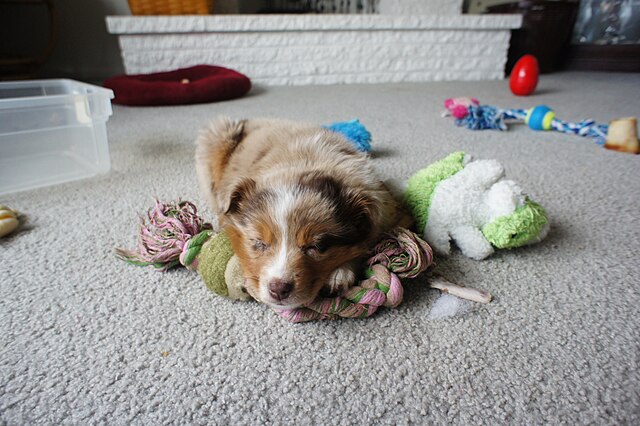 Berger Australien : éduquer un chien énergique au Québec