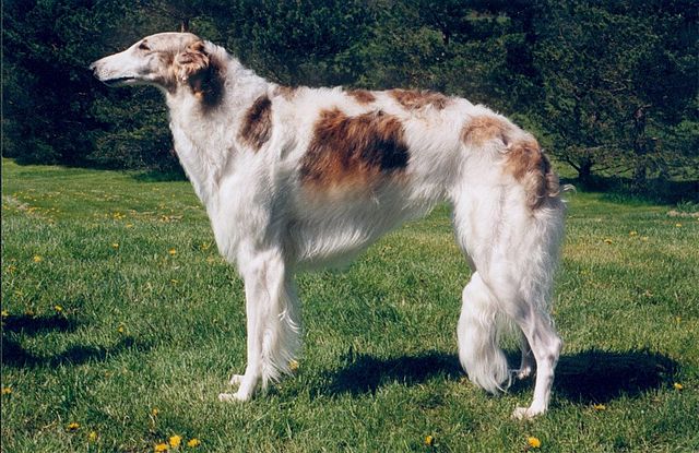 Lévrier russe (Barzoï)