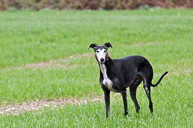 Galgo espagnol