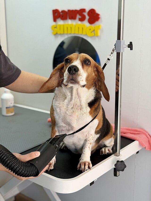 Toilettage du Beagle : ce que les pros recommandent