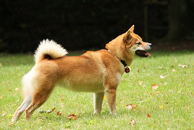 Shiba Inu