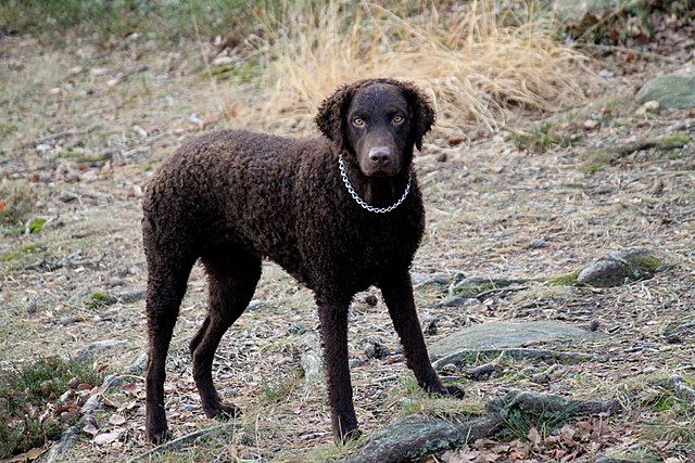 Curly-Coated Retriever