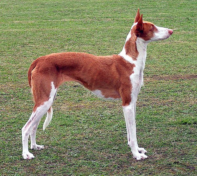 Podenco ibicenco
